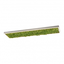 Lampa sufitowa GREEN KNUT 15623-66