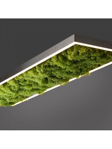 Lampa sufitowa GREEN KNUT 15623-66