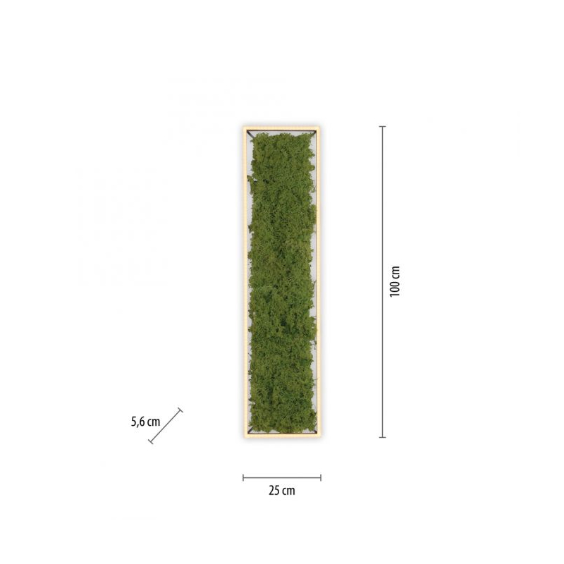 Lampa sufitowa GREEN KNUT 15623-66