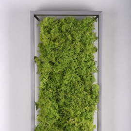 Lampa sufitowa GREEN KNUT 15623-66