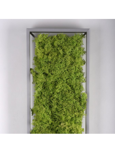 Lampa sufitowa GREEN KNUT 15623-66