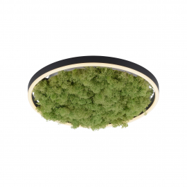 Lampa sufitowa GREEN RITUS 15391-66
