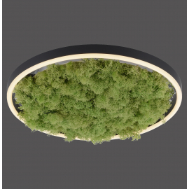 Lampa sufitowa GREEN RITUS 15391-66