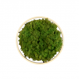 Lampa sufitowa GREEN RITUS 15391-66