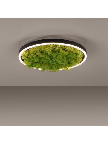 Lampa sufitowa GREEN RITUS 15391-66